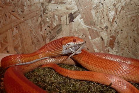 How Often to Feed a Corn Snake: A Journey Through the Culinary Habits of Serpents