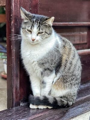  「イスタンブールの猫」：魔法と冒険を織りなすトルコの民話！