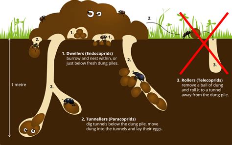  「The Dung Beetle and the Mango Tree」: 勇敢な dung beetle の物語、そして人生の大切な教訓！